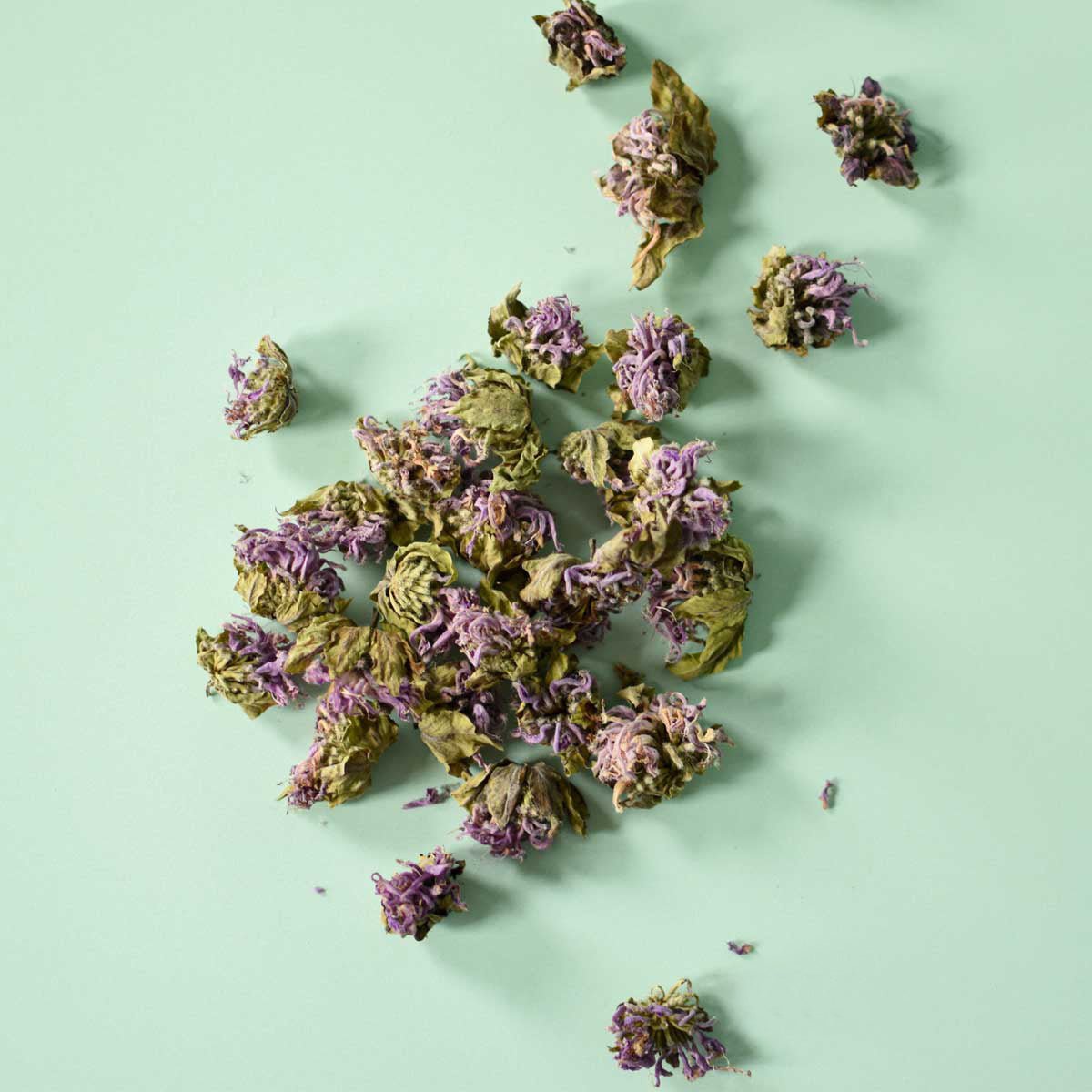 Monarde fistuleuse | Fleur entière séchée (Monarda fistulosa)