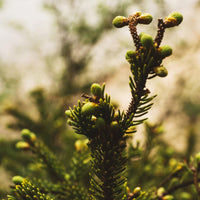 Sapin baumier | Pousse entière séchée (Abies balsamea)