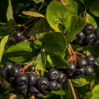 Aronia | Baie entière séchée (Aronia melanocarpa)