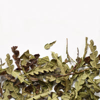 Comptonie voyageuse | Feuille entière séchée (Comptonia peregrina)