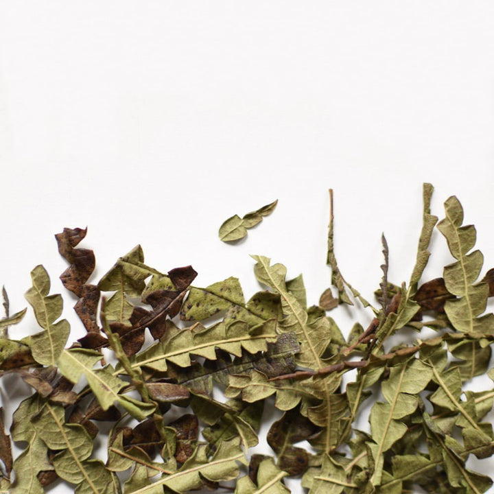 Comptonie voyageuse | Feuille entière séchée (Comptonia peregrina)