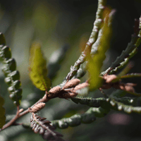Comptonie voyageuse | Feuille entière séchée (Comptonia peregrina)
