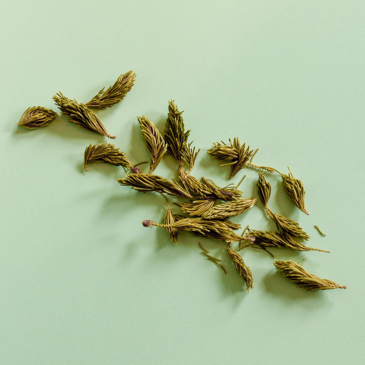Épinette blanche | Pousse entière séchée (Picea glauca)
