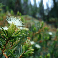 Thé du Labrador | Fleur entière séchée (Rhododendron groenlandicum)
