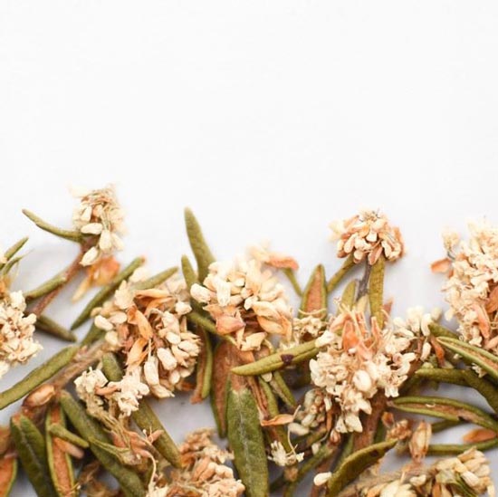 Thé du Labrador | Fleur entière séchée (Rhododendron groenlandicum)