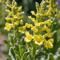 Molène | Feuille entière séchée (Verbascum thapsus)