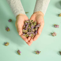 Monarde fistuleuse | Fleur entière séchée (Monarda fistulosa)