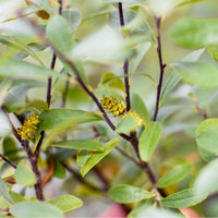 Myrique baumier | Chaton entier séché (Myrica gale)