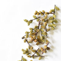 Myrique baumier | Chaton entier séché (Myrica gale)
