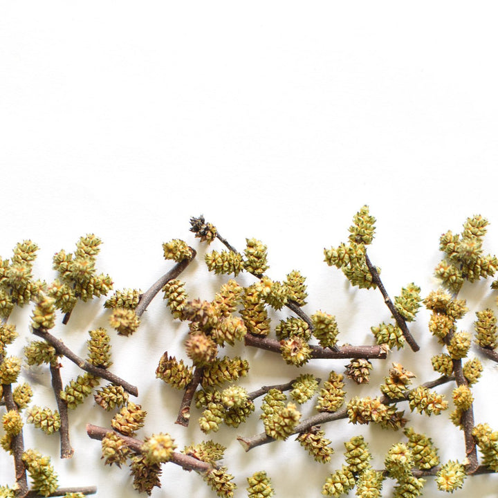 Myrique baumier | Chaton entier séché (Myrica gale)