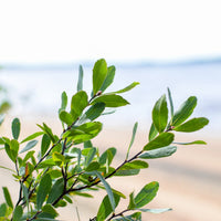 Myrique baumier | Feuille entière séchée (Myrica gale)
