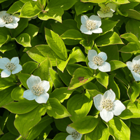 Quatre-temps | Feuille entière séchée (Cornus canadensis)