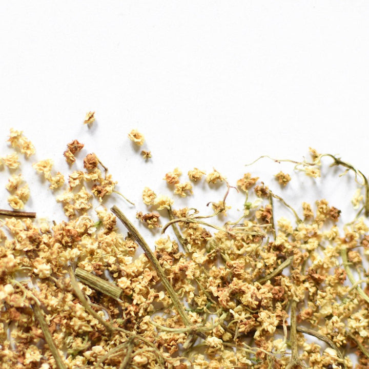 Sureau noir | Fleur entière séchée (Sambucus nigra)