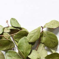 Thé des bois | Feuille entière séchée (Gaultheria procumbens)