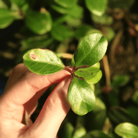 Thé des bois | Feuille entière séchée (Gaultheria procumbens)