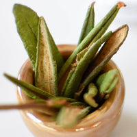 Thé du Labrador | Feuille entière séchée (Rhododendron groenlandicum)