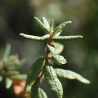 Thé du Labrador | Feuille entière séchée (Rhododendron groenlandicum)