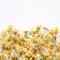 Tilleul | Fleur entière séchée (Tilia americana)
