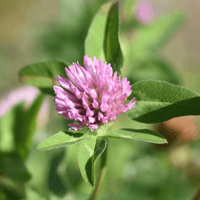 Trèfle rouge | Fleur entière séchée (Trifolium pratense)